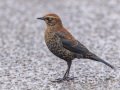 Rusty Blackbird - Robb Field, Ocean Beach, San Diego, California, 1/30/2018