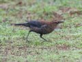 Rusty Blackbird - Robb Field, Ocean Beach, San Diego, California, 1/30/2018