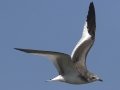 Sabine's Gull
