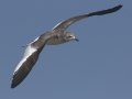 Sabine's Gull