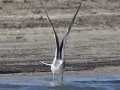 Sabine's Gull