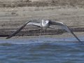 Sabine's Gull