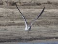 Sabine's Gull