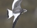 Sabine's Gull