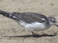 Sabine's Gull