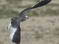 Sabine's Gull