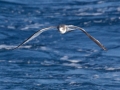 Sabine's Gull
