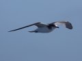Sabine's Gull