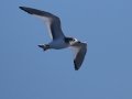 Sabine's Gull