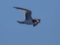 Sabine's Gull