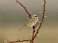 Sagebrush Sparrow