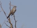 Sagebrush Sparrow