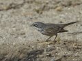 Sagebrush Sparrow