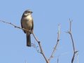 Sagebrush Sparrow