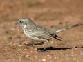 Sagebrush Sparrow