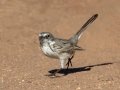 Sagebrush Sparrow