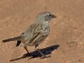 Sagebrush Sparrow