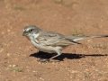 Sagebrush Sparrow