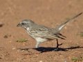 Sagebrush Sparrow
