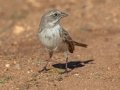 Sagebrush Sparrow