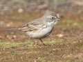 Sagebrush Sparrow