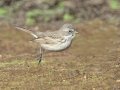 Sagebrush Sparrow