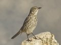 Sage Thrasher