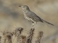 Sage Thrasher