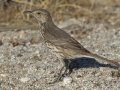 Sage Thrasher
