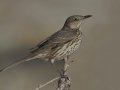 Sage Thrasher