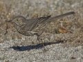 Sage Thrasher