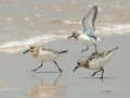 Sanderling