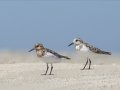 Sanderling