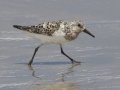 Sanderling