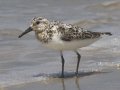 Sanderling