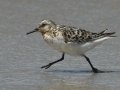 Sanderling
