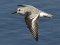 Sanderling