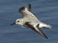 Sanderling