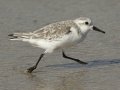 Sanderling