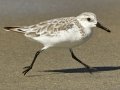 Sanderling