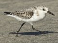 Sanderling