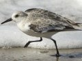Sanderling