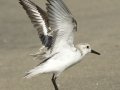 Sanderling