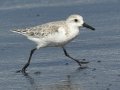 Sanderling