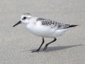 Sanderling