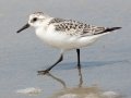Sanderling