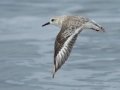 Sanderling