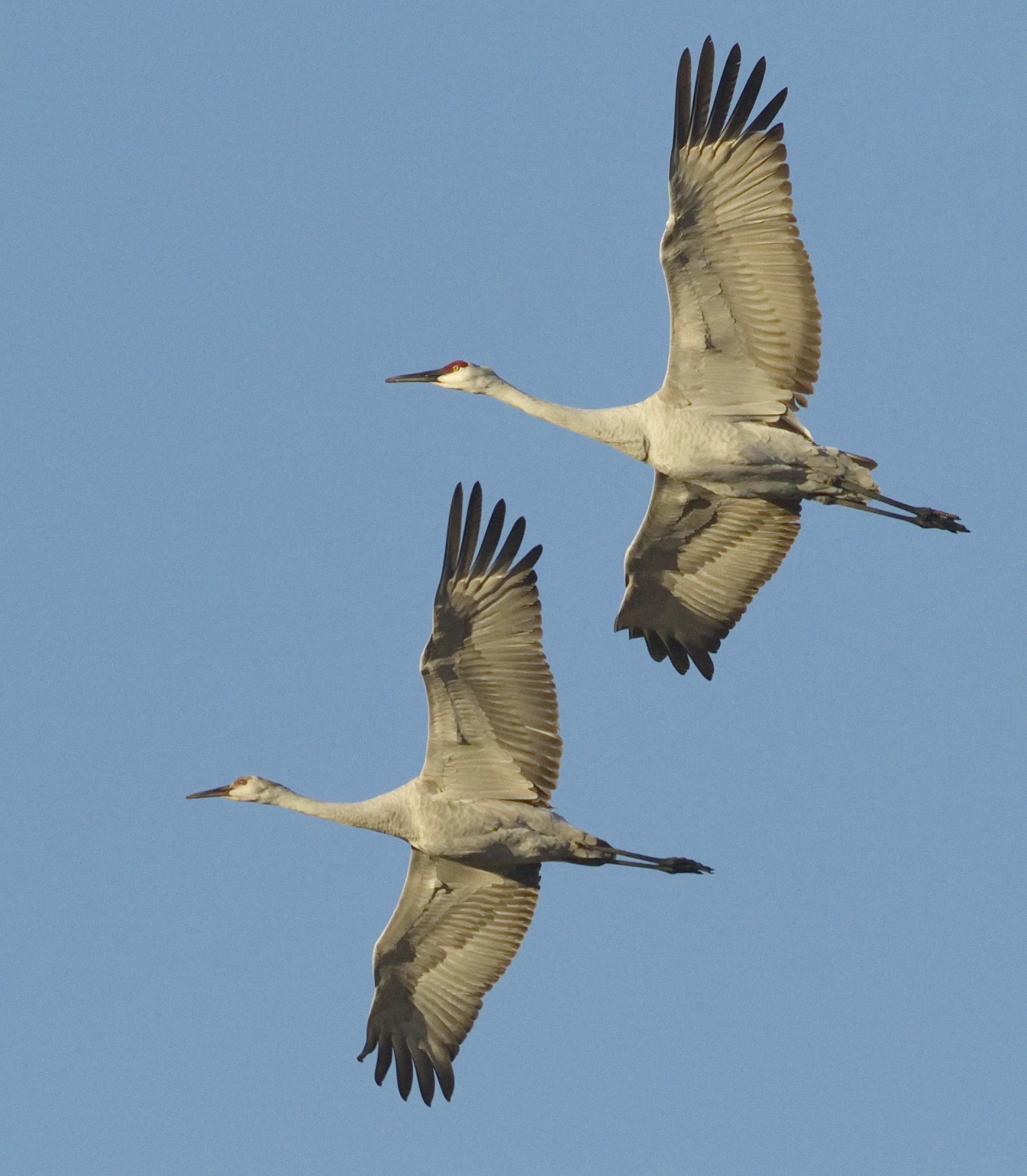 Cranes San Diego Bird Spot