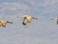 Sandhill Crane - Salton Sea - Unit 1, Imperial County, California, 11/21/2016