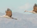 Sandhill Crane - Salton Sea - Unit 1, Imperial County, California, 11/21/2016